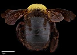  Xylocopa appendiculata female abdomen, photo: Brooke Bagot 
